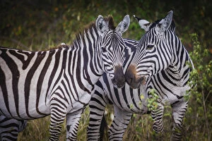 Kenya, Maasai Mara, Zebras Putting Their Heads Together
