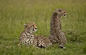 Images Dated 2029: Kenya Masai Mara Africa female mother cheetah relaxing with cub in grass in the Masai
