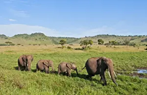 Images Dated 2029: Kenya, Masai Mara, Africa herd of elephants in tall grass in the Masai Mara National