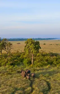 Images Dated 2029 June: Kenya Masai Mara Africa hot air ballooning over the Masai Mara National Park