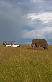 Images Dated 2029: Kenya Masai Mara Africa lone giant elephant in golden sunset with grass with safari