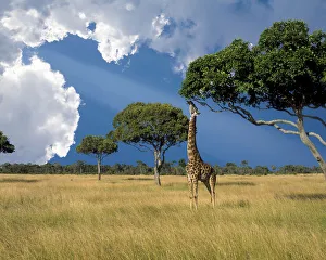 Kenya, Masai Mara Conservancy