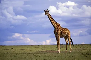 Kenya, Masai Mara Game Reserve. Kenyan Giraffe (Giraffe camelopardalis tippelskirchi)