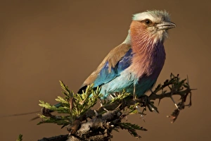 Joe Mcdonald Prints: Kenya, Masai Mara Game Reserve. Lilac-breasted Roller (Coracias caudata) sitting