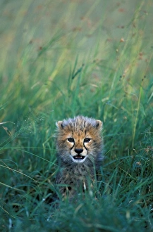 Cheetah Prints: Kenya, Masai Mara Game Reserve, Alert Cheetah cub (Acinonyx jubatas) sits in tall