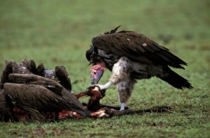 Bone Prints: Kenya, Masai Mara Game Reserve. Nubian Vulture (Torgos tracheliotus)