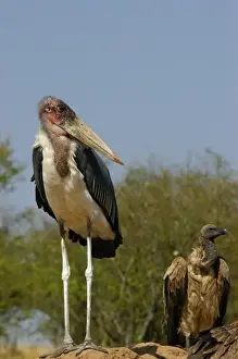 Stork Prints: Kenya: Masai Mara Game Reserve (AKA Msai Mara Game Reserve)