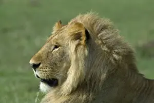 Kenya: Masai Mara Game Reserve (also known as Msai Mara Game Reserve), Mara Conservancy