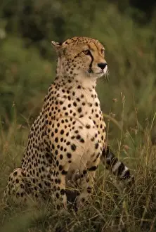 Kenya: Masai Mara, head of mating cheetah ( Acinonyx jubatus ) staring