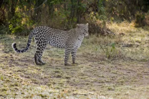 Kenya, Masai Mara, Leopard