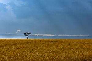 Lone Tree Prints: Kenya, Masai Mara, Lone tree