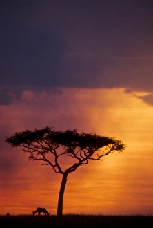 Images Dated 21st March 2011: Kenya. Masai Mara National Park, Sunset