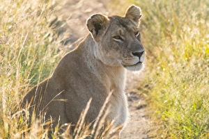 Kenya Gallery: Kenya, Masai Mara National Reserve. African Lion (Panthera leo) female. 2016-08-04
