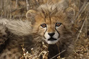 Images Dated 5th November 2020: Kenya, Masai Mara National Reserve. Cheetah cub close-up