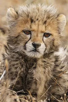 Images Dated 5th November 2020: Kenya, Masai Mara National Reserve. Cheetah cub close-up
