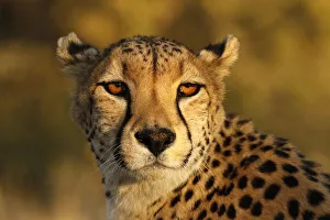 Kenya, Masai Mara National Reserve. Cheetah close-up at sunset