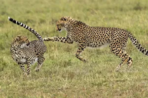 Images Dated 5th November 2020: Kenya, Masai Mara National Reserve. Young cheetahs playing