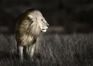 Images Dated 5th November 2020: Kenya, Masai Mara National Reserve. Abstract of male lion standing in field