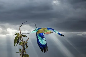 Kenya, Masai Mara National Reserve. Lilac breasted roller in flight