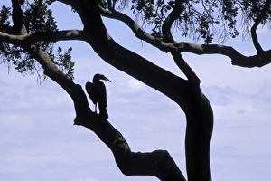 Kenya: Masai Mara National Reserve, Ground hornbill (Bocorvus leadbeaten) silhouetted