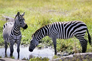 Kenya, Masai Mara National Reserve. Pair of Burchells zebra (Equus burchelli)