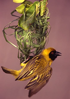 Images Dated 21st May 2010: Kenya, Masai Mara National Wildlife Reserve. Masked weaver bird weaving a nest
