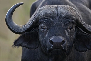 Maasai Mara Nwr Prints: Kenya, Masai Mara National Wildlife Reserve, Keekorok Lodge. Cape buffalo portrait