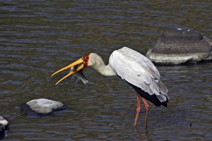 Stork Prints: Kenya, Masai Mara. Yellow-billed stork with fish prey