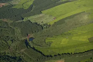 Deforestation Prints: Kenya, Mau Forest, aerial view of deforestation and tea farms that serve as a barrier
