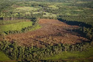 Plane Prints: Kenya, Mau Forest, aerial view of deforestation during No Water No Life Mara River