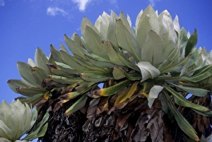 Images Dated 28th May 2010: Kenya: Mt Kenya, Timau Track, Dendro senecio