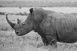 Animal Prints: Kenya, Ol Pejeta Conservancy. Southern white rhinoceros (Ceratotherium simum simum)