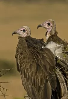 Images Dated 23rd September 2006: Kenya. Profile of two lappet-faced vultures