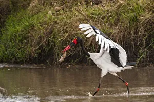 Caught Prints: Kenya, saddle-billed stork, with fish
