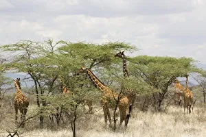 National Reserve Prints: Kenya, Samburu