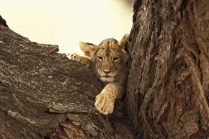 Kenya, Samburu National Game Reserve. Lion cub in tree (Panthera leo)