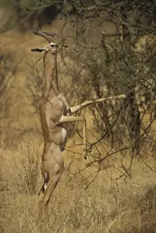 Stretching Prints: Kenya, Samburu National Park. A male gerenuk balances on its hind legs while stretching