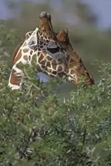 Acacia Tree Prints: Kenya, Samburu National Park. A reticulated giraffe browsing on an Acacia tree. Credit as