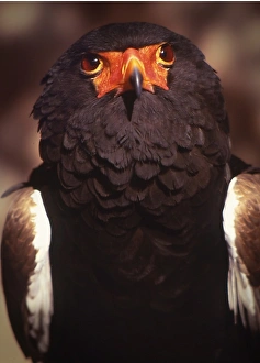 Kenya, Samburu National Reserve. Portrait of a bateleur bird