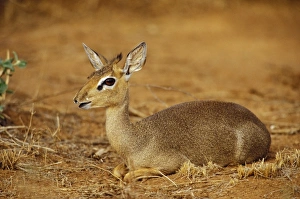 Kenya, Samburu National Reserve. Guenthers Long-Snouted Dik-Dik (Rhynchortragus