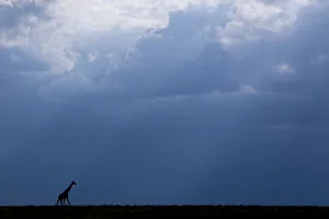 Images Dated 21st January 2021: Kenya, Serengeti, Msai Mara. Masai giraffe in front of stormy sky. Endangered species