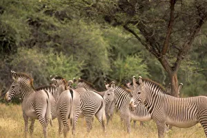 Strip Prints: Kenya: Shaba National