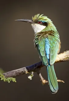 Kenya. Somali bee-eater bird on limb. Credit as: Joanne Williams / Jaynes Gallery