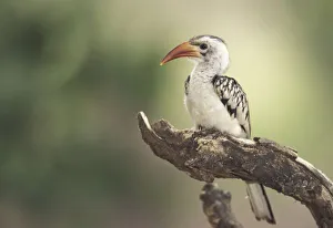 National Reserve Prints: Kenya, Sumburu