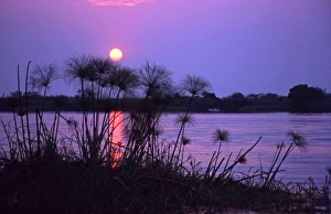 Images Dated 17th July 2009: Kenya. Sunset reflects on water through silhouetted reeds