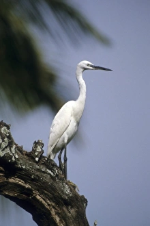 Watch Prints: Kenya: Victoria, Rusinga Island, Little egrets on branch (Egretta garzetta)