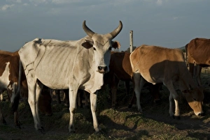 Kenya, No Water No Life Mara River Expedition, Emarti, Msai cows