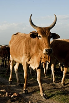 No Water No Life Prints: Kenya, No Water No Life Mara River Expedition, Emarti, Msai cows