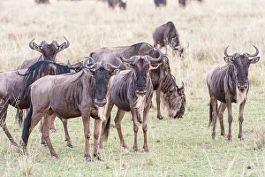 Looking At Camera Prints: Kenya. Wildebeest group
