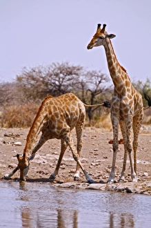 Thirst Prints: Two Kenyan or Masaii Giraffe drinking at waterhole. Etosha NP, Namibia